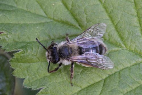 Andrena sp.